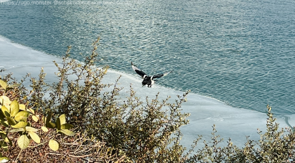 石村湖にいたカササギ